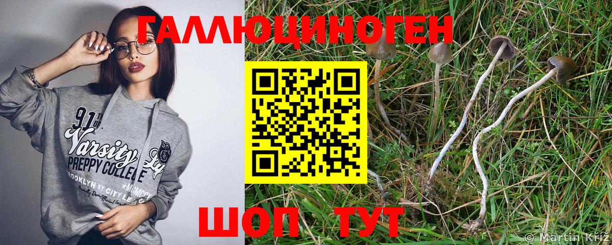 Сланцы  продажа наркотиков  Вход с VPN  Галлюциногенные грибы Psilocybine cubensis 